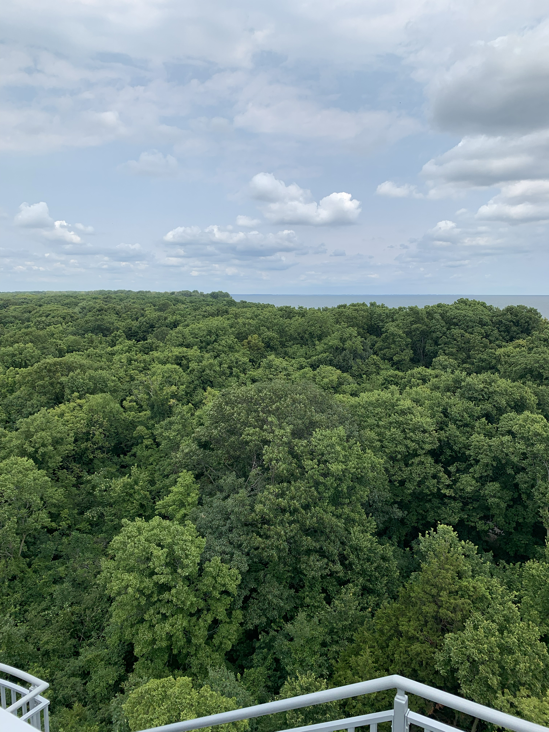 LaFave Tree Services
