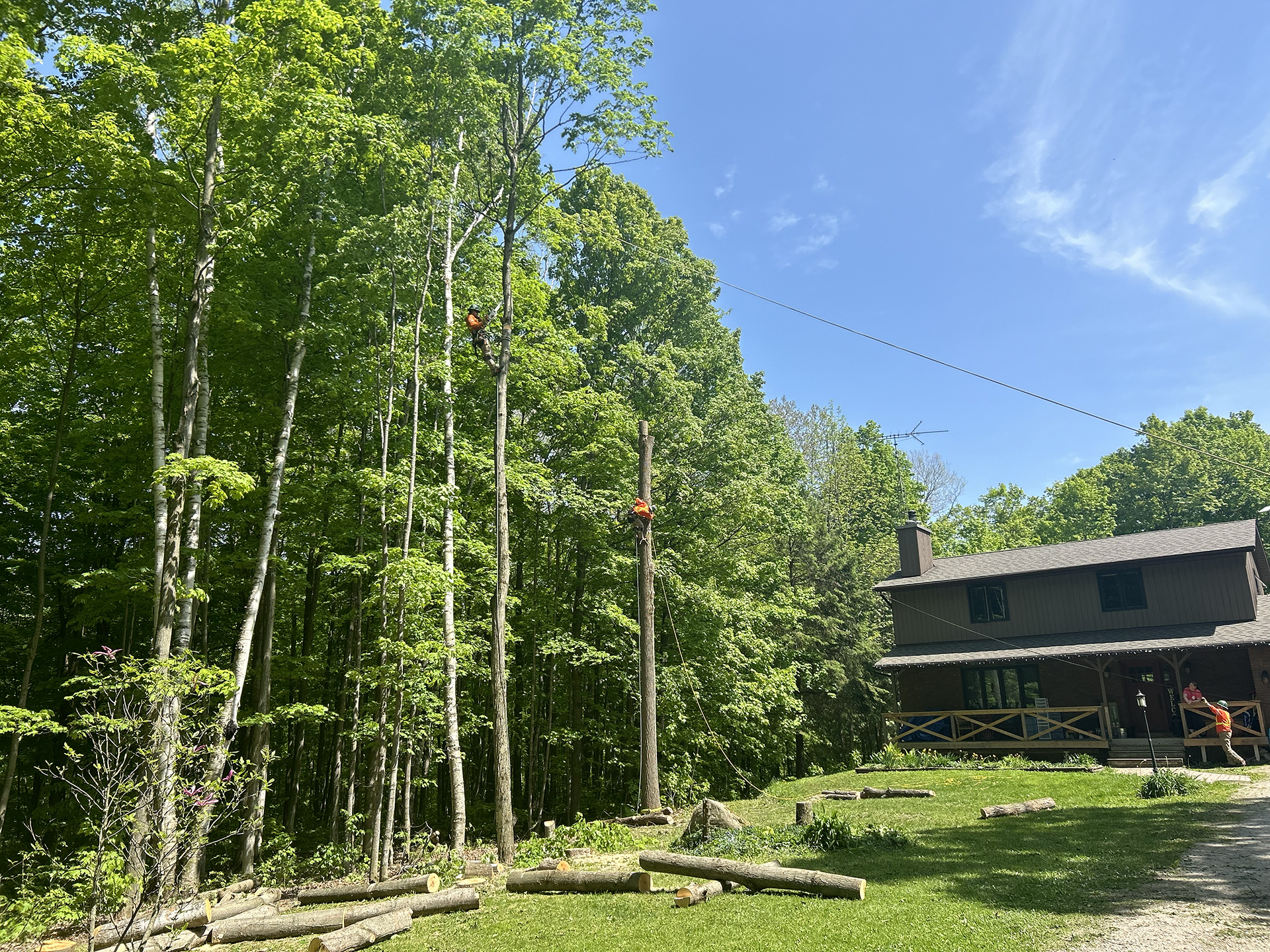 arborist photo gallery LaFave Tree Services