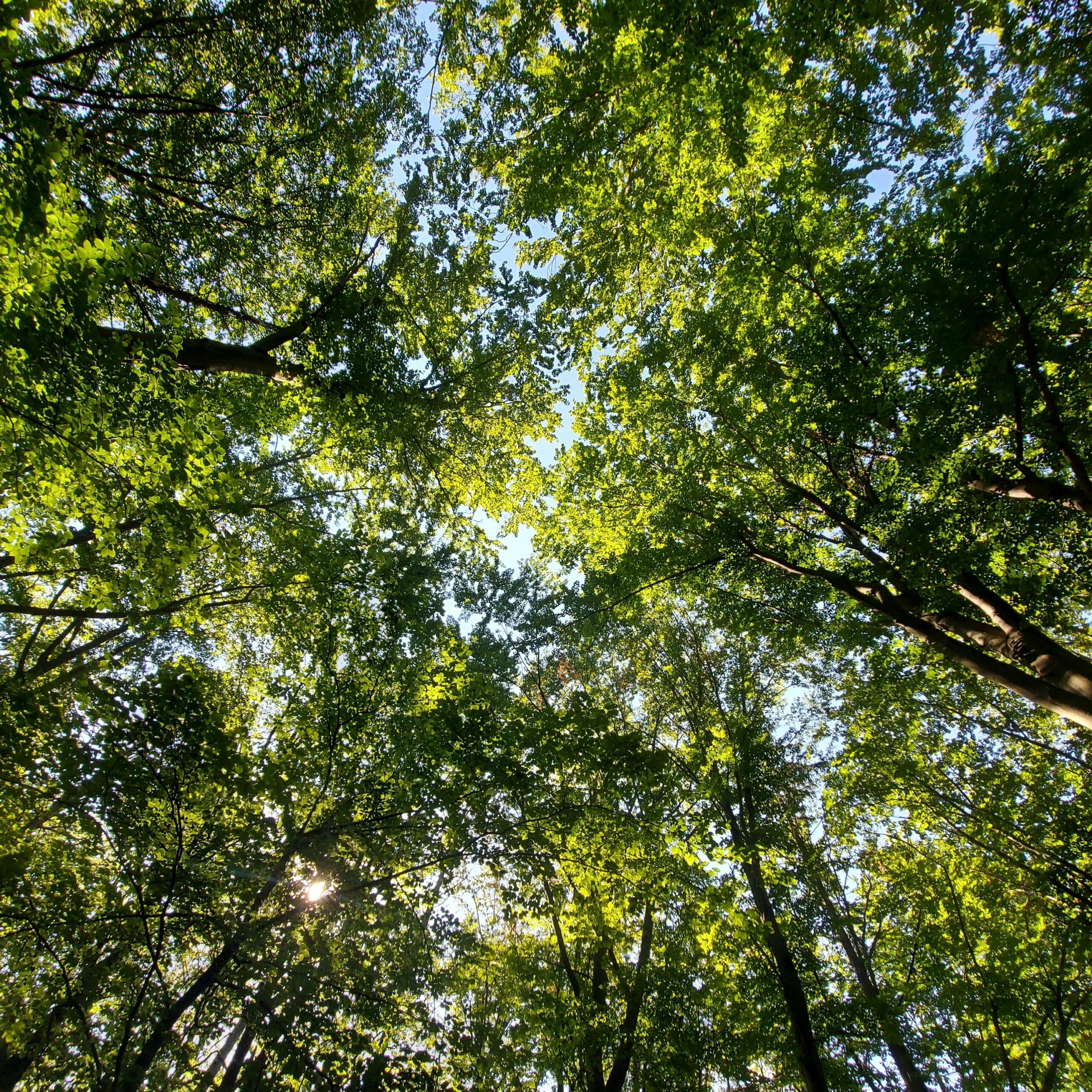 LaFave Tree Services