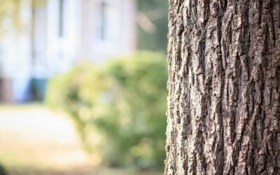 Invasive Species Identification and Control (Vegetation)