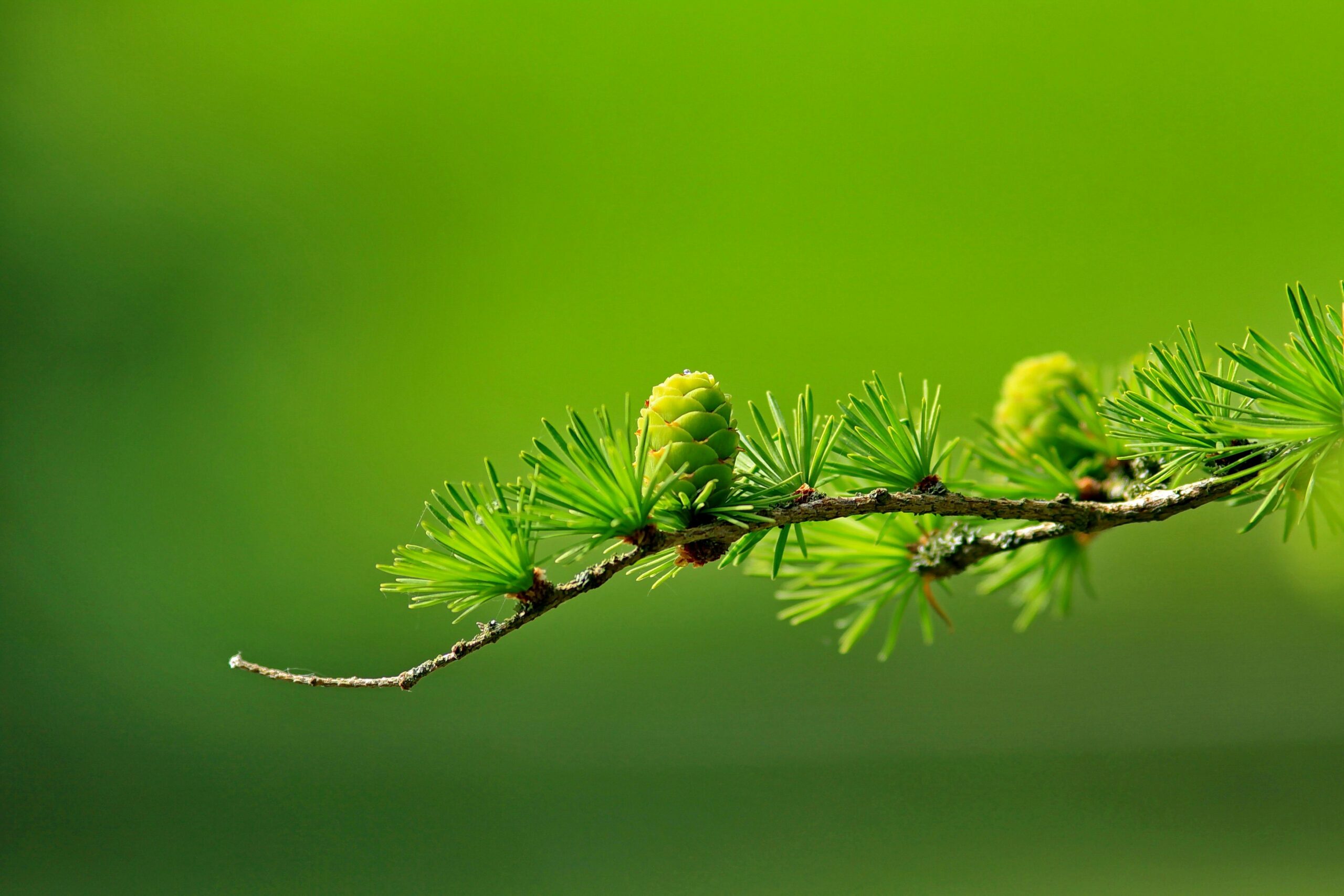 tree care services