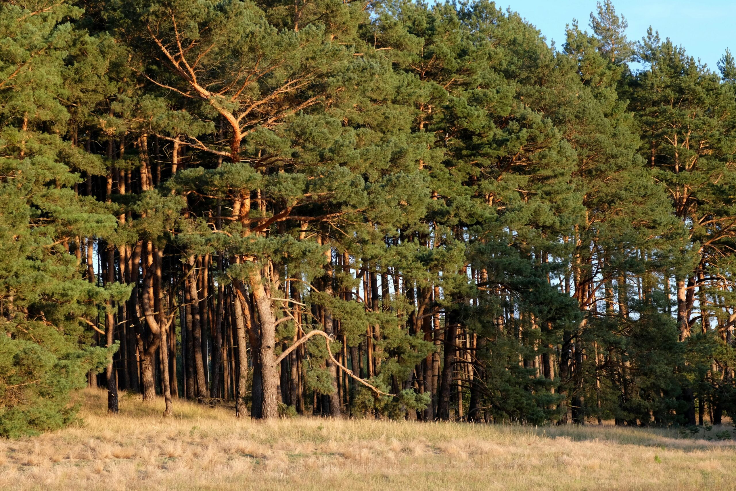 tree care services